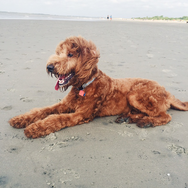 goldendoodle puppy