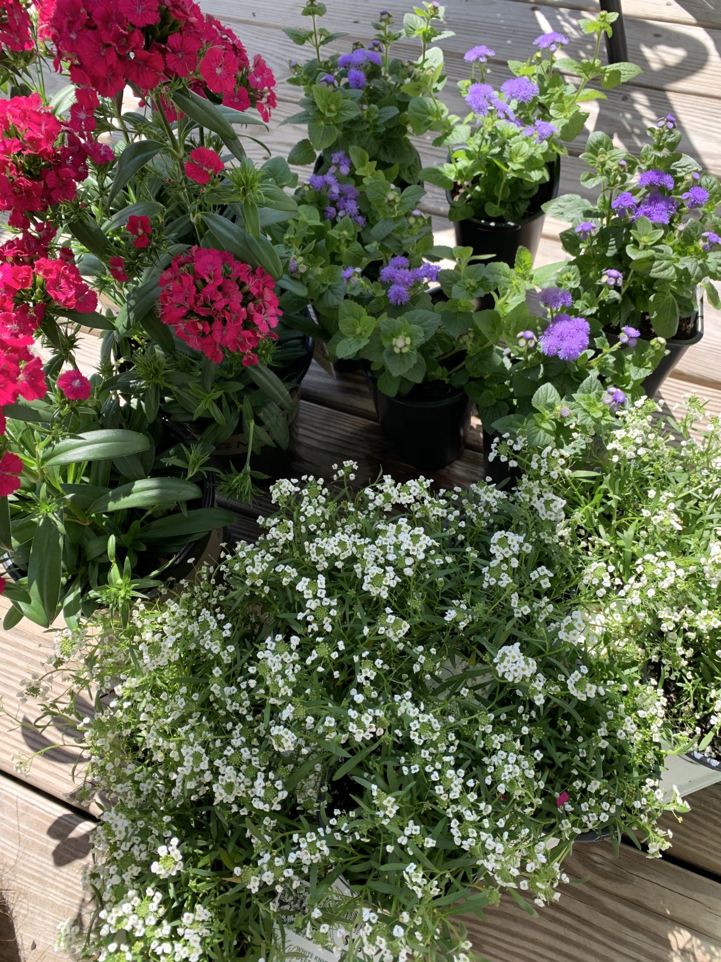 spring flower baskets
